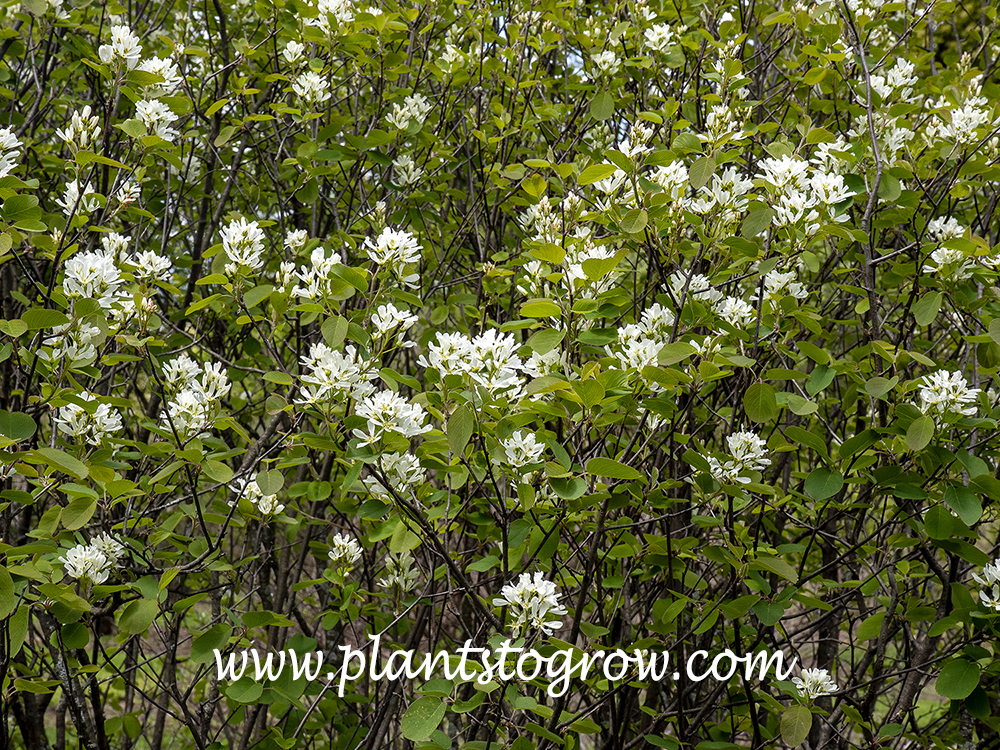 Dwarf Garden Serviceberry(Amelanchier ovalis pumila) A multistemmed compact garden shrub with white flowers in spring followed by edible fruit.